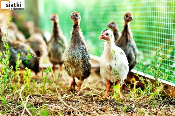 Siatki Goleniów - Plastikowa siatka na woliery do hodowli ptaków dla terenów Goleniowa